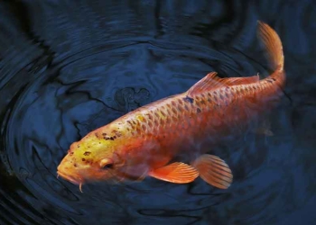 Feng Shui Letak Akuarium Ikan Mas, Dipercaya Menyedot Energi Keberuntungan dan Rejeki