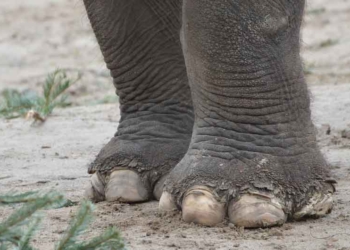 Kaki Gajah, Cacingan, Schistosomiasis, Kusta dan Frambusia, Penyakit Tropis yang Harus Tetap Diwaspadai