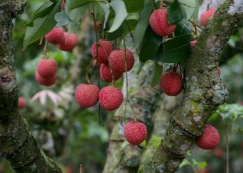 Buah Leci Jadi Simbol Hoki Warga Tionghoa