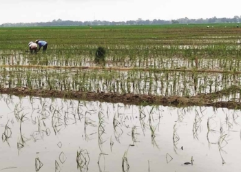 5.760 Hektare Sawah di Kabupaten Cirebon Terdampak Banjir, Kerugian Capai Rp23,7 Miliar