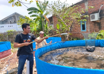 Sehari sebelum Ramadan Warga Pesisir Kota Cirebon Panen Lele, Buah dari Program Pemberdayaan Masyarakat yang Difasilitasi Anggota Dewan
