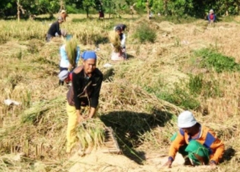 Masuk Musim Panen, Harga Beras Masih Mahal