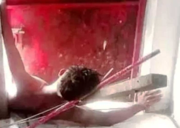 Maling Apes Viral, Niat Jahat Berakhir Kocak, Kronologinya Tragis Bikin Ngakak