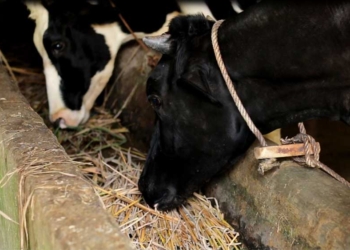 Sapi Terjangkit Penyakit Lato-lato di Kabupaten Cirebon Terus Bertambah