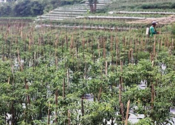 Petani Sayuran Sulit Dapatkan Pupuk Subsidi