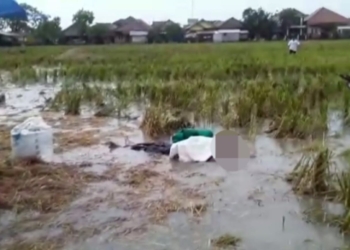 Pria Tanpa Identitas yang Tewas Tersambar Petir saat Mencari Padi Sisa Panen di Gempol Ternyata Warga Gegesik