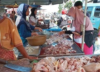 Harga Telur Tertekan, Daging Ayam Bertahan, Tapi Tetap Masih Tinggi