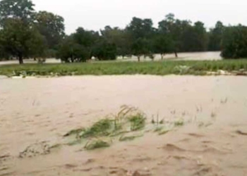 Cirebon dan Indramayu Diterjang Siklon Herman, Panen Terkendala Cuaca Ekstrim, Padi Terancam Busuk