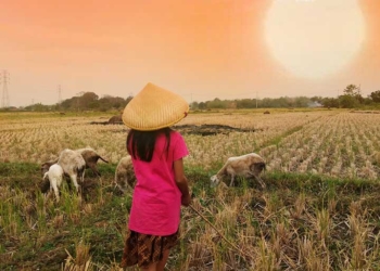 195 Desa dari 29 Kecamatan di Kabupaten Cirebon Rawan Kekeringan Agustus hingga September 2023 Dampak El Nino