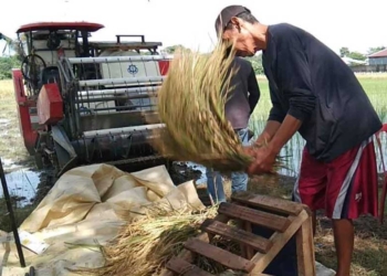 Pemkab Cirebon Perkuat Ketahanan Pangan, Bukan Hanya Padi