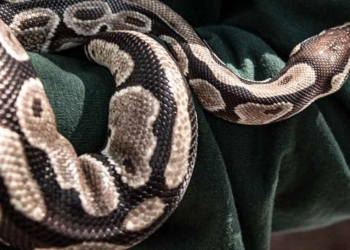 Video Viral Ular Piton Raksasa Memangsa Manusia, Ditelan Setelah Tewas Dililit