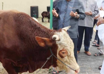 Perhatikan Cara Menyembelih Hewan Qurban Agar Tidak Haram dan Berdosa