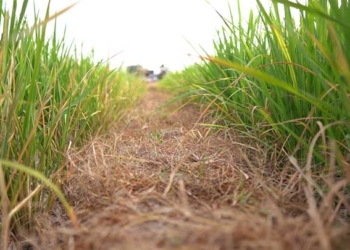 El Nino Mengancam Indonesia, Kekeringan di Depan Mata, Berikut Daerah yang Sudah Dilanda Kekeringan