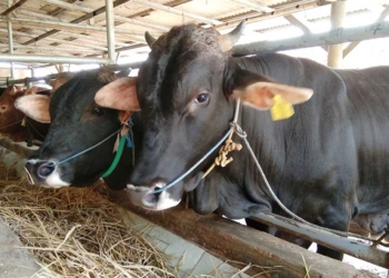 Harga Sapi di Cirebon Naik Stok Turun