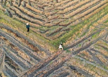 Petani Indramayu Begadang Hadapi Kekeringan dan Ancaman Tikus, Sehari Bisa Dapat Segini