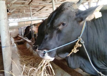 Apakah Kurban Wajib dan Kapan Waktu Kurban Idul Adha, Simak Penjelasannya