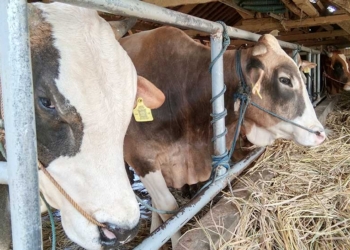 Apakah Kurban Bisa Diganti Uang, Begini Penjelasannya