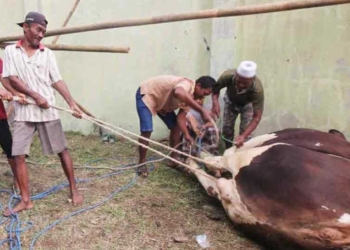 Niat Kurban Idul Adha, Hindari 4 Cacat ini Pada Hewan Kurban Anda yang Bisa Jadi Tidak Sah