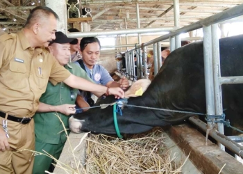 Pemeriksaan Hewan Kurban di Kabupaten Cirebon hingga H-1 Iduladha