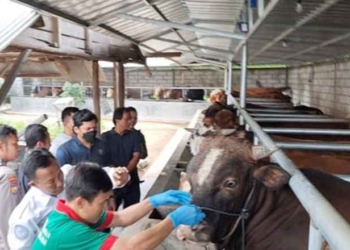 Pemeriksaan Hewan Kurban di Majalengka Ditingkatkan