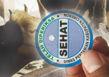 Hari Ini 4.349 Peneng Label Sehat Hewan Kurban di Kabupaten Cirebon Mulai Dipasang