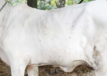 451 Sapi dan Kerbau di Kabupaten Cirebon Terjangkit Penyakit Lato-lato, Tersebar di 82 Desa dari 32 Kecamatan