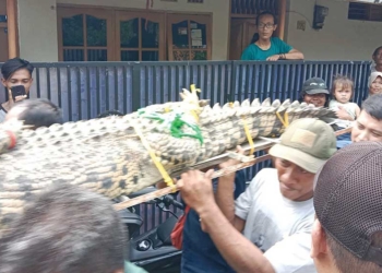 Buaya Peliharaan Warga Jadimulya Cirebon Tak Bisa Langsung Dilepasliarkan