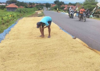 Harga Gabah Mahal, Petani Senang