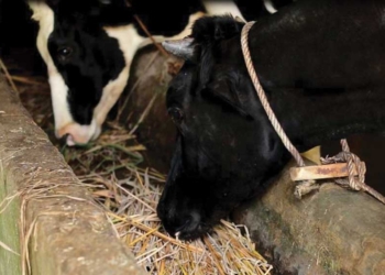 Hewan Bergejala Antraks Dilarang Dikonsumsi, Distan Kabupaten Cirebon Perketat Pasokan Ternak dari Jawa Tengah dan Jawa Timur