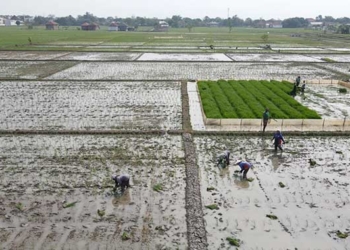 Petani 14 Kecamatan di Kabupaten Cirebon Dapat Asuransi Pertanian Gratis