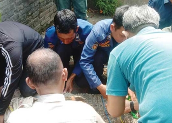 Tetangga Takut Laporkan Buaya Pelaharaan Warga Jadimulya Cirebon
