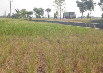 Musim Kemarau, Banyak Petani Majalengka Nganggur