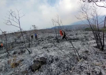 Selain Gunung Ciremai, Gunung Arjuno di Malang Juga Terbakar