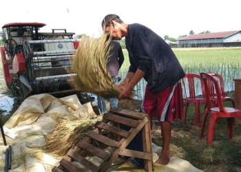Syarat Dapat Pupuk Subsidi Lunas PBB, Petani Indramayu Ngadu ke KTNA
