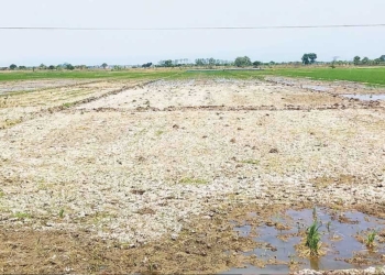 Terdampak Kekeringan di Cirebon, Petani Terpaksa Beli Air