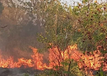 Tiga Bulan Terjadi 110 Kebakaran Lahan, Kadis Damkar Kabupaten Cirebon Sampaikan 4 Pesan