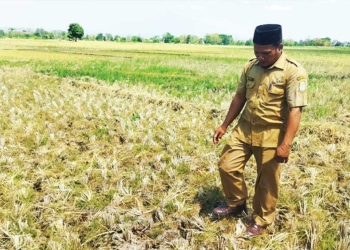 2.600 Ha Lahan Pertanian di Cirebon Alami Kekeringan