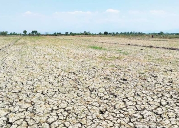 545 Hektare Lahan Pertanian Padi di Kabupaten Cirebon Alami Kekeringan
