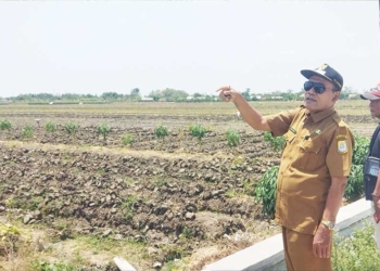 Dekat Aliran Sungai Cisanggarung, yang Lain Kekeringan, Petani Kalirahayu Cirebon Sengaja Keringkan Lahan