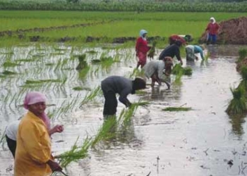 Kartu Tani Harus Daftar Ulang Setiap Tahun