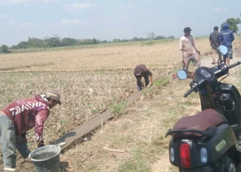 Kekeringan di Cirebon, Lahan Pertanian di Timur Hanya Bisa Dua Kali Tanam Padi