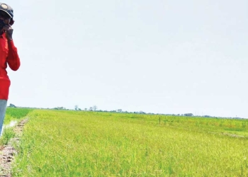 Dampak Kekeringan Ekstrem di Cirebon, Petani Biarkan Tanaman Padi Diserang Tikus