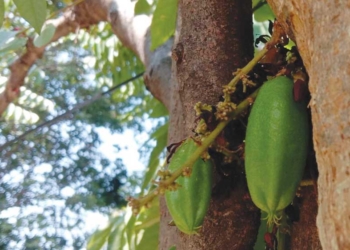 Manfaat Belimbing Wuluh, Rasa Kecutnya Bisa Obati Sariawan hingga Jerawat