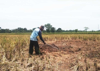 Petani 5 Kecamatan di Kabupaten Cirebon Ajukan Klaim Asuransi, 15.521 Hektare Tanaman Padi Rusak Terdampak Kekeringan Ekstrem dan Serangan Hama
