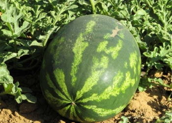 Manisnya Semangka Indramayu yang Dipanen di Musim Kemarau