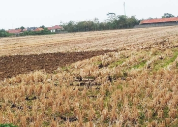 Dampak Fenomena El Nino di Kabupaten Cirebon, Suplai Air Berkurang, Produksi Gabah Turun