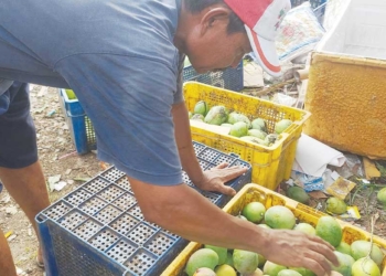 Mangga di Indramayu Habis, Pengepul Berburu hingga ke Kabupaten Cirebon