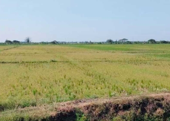 Petani Cemas Soal Air, Musim Tanam Rendeng di Cirebon dan Indramayu Terlambat