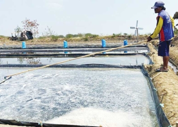 Produksi Garam di Kabupaten Cirebon Ditarget 400 Ribu Ton