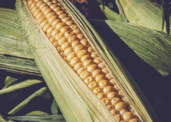 Harga Jagung di Cirebon dan Indramayu Melonjak 100 Persen